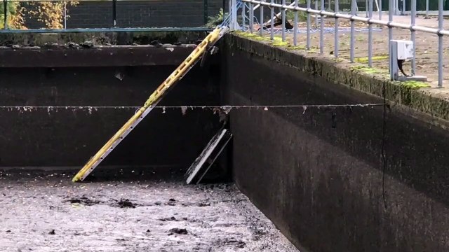 Trapped fox climbs up ladder to escape water overflow tank in West Yorkshire