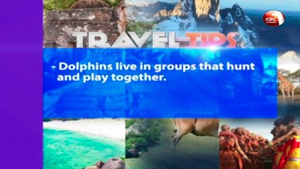 Magical Scenes:  The annual dolphin and whale migration in Watamu