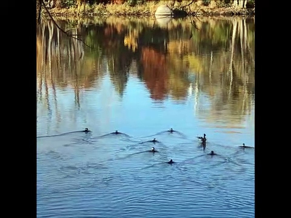 Les oies de l'automne à Châteauguay
