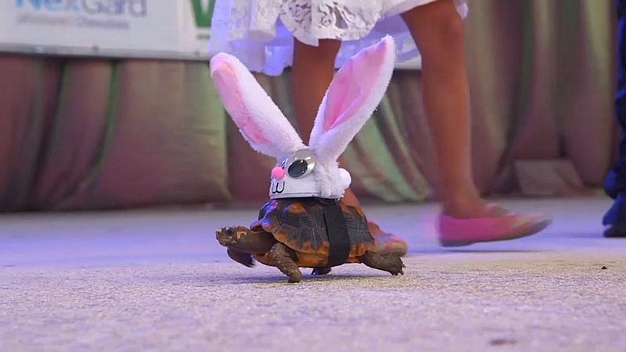 Hasenschildkröte und Hundetutu: Menschen verkleiden Haustiere (Video)