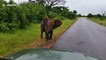 Un Elephant charge une voiture au Parc Krueger en Afrique du sud