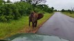 Un Elephant charge une voiture au Parc Krueger en Afrique du sud