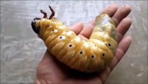 Regardez ce Scarabée Hercule passer de larve à insecte géant