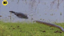 Rencontre incroyable entre un crocodile et un anaconda