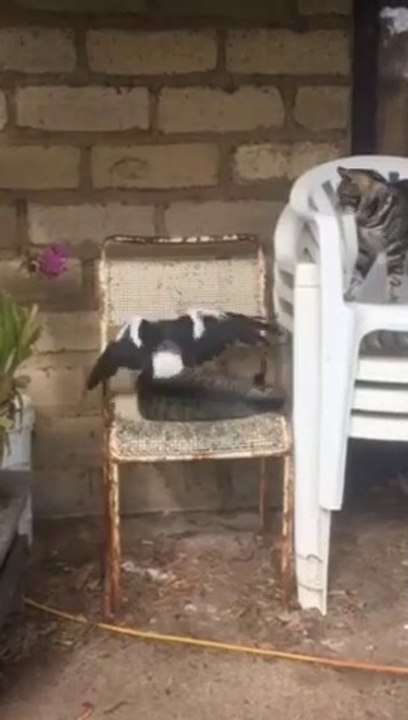 Une pie et un chat meilleurs amis... Adorable