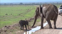 Cet éléphanteau n'arrive pas à traverser un petit fossé... Trop mignon