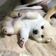 Un chiot tout blanc ! Incroyable et magnifique nounours