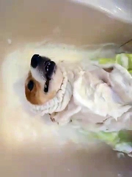 Ce chien ADORE prendre son bain et se faire fro...