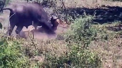 Buffalo Attacks Lion! Crazy Buffalo vs Lion Fight