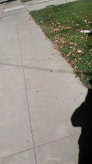 "I don't have a brain." October 2019 version