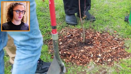 I Reacted To MrBeast Planting 20,000,000 Trees #TeamTrees
