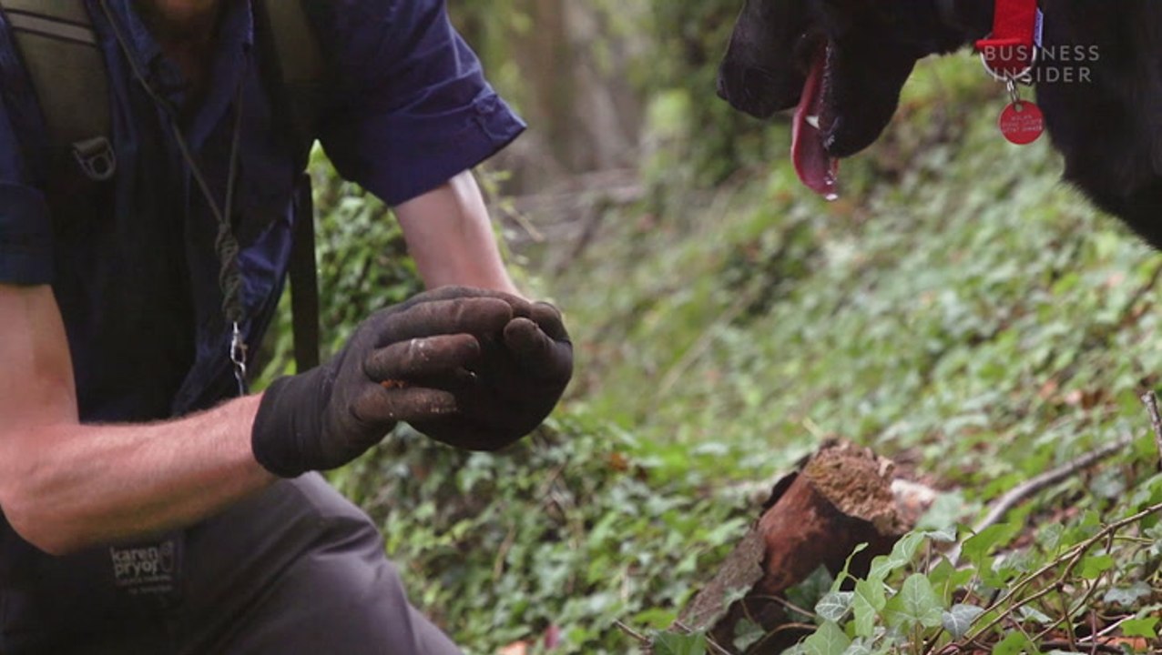 Rare Italian white truffles cost over 4,000 per kilo — here's why real