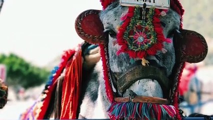 ANIMAUX TRÈS FUNS ... MERCI DE VOIR!