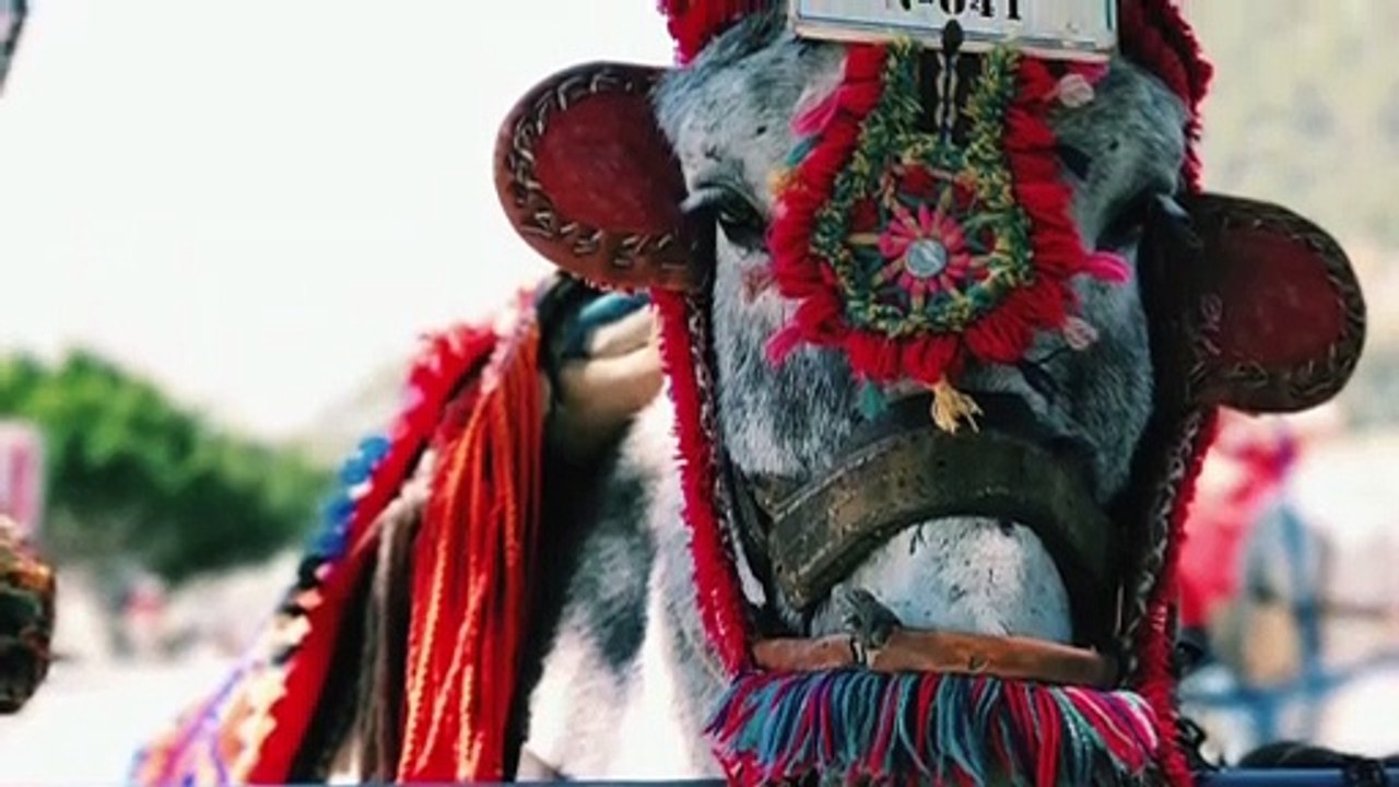 ANIMAUX TRÈS FUNS ... MERCI DE VOIR!