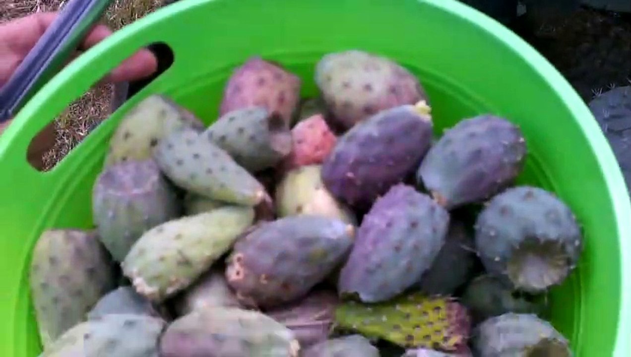 Xoconostle harvest time also trim it so the branches don't break