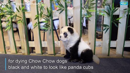 'Panda dog' cafe sparks China animal rights debate