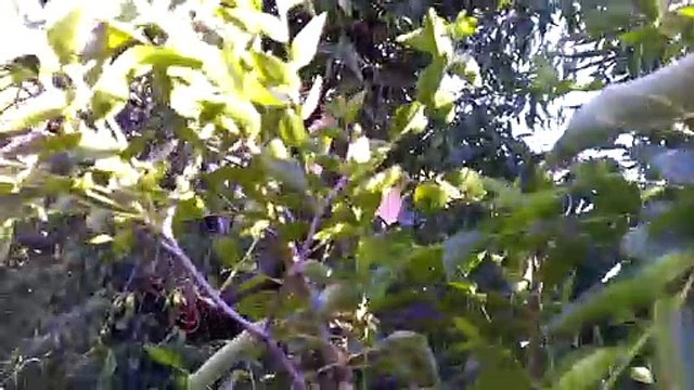 Chico Jujube flowering Zone 9 Northern California Gardening