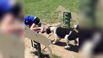 Funny Pet Videos - Dog Days of Summer Coolest Dogs of 2019