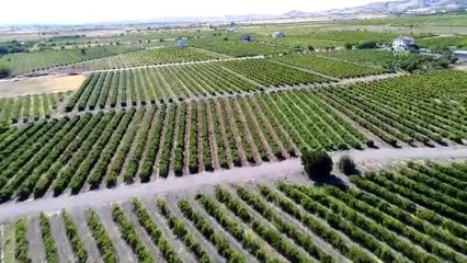 Tescilli üzümlere talep artışı üreticinin yüzünü güldürdü (1)