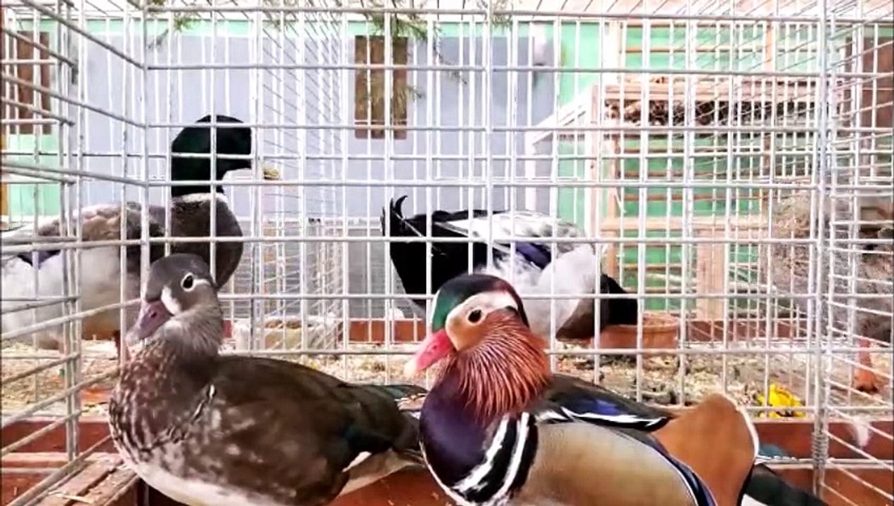 Mignons, beaux ou curieux : bienvenue à l'exposition avicole de Sarrebourg