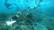 Crystal bay à Nusa Penida, beau snorkeling