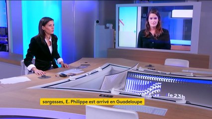 Les Antilles face au fléau des Sargasses