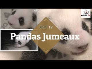 C'est le moment adorable où deux petits panda jumeaux ouvrent les yeux pour la première fois