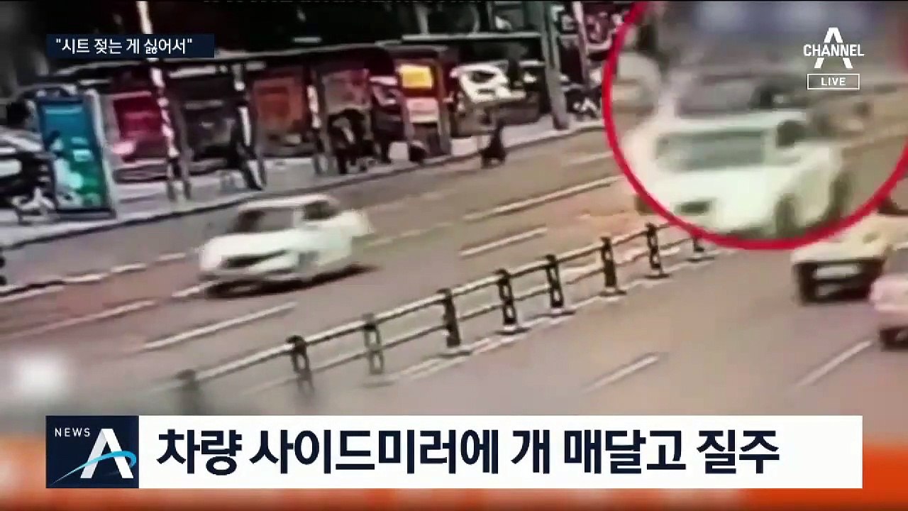 목욕시킨 개 차에 매달고 질주…“시트 젖는 게 싫어서”