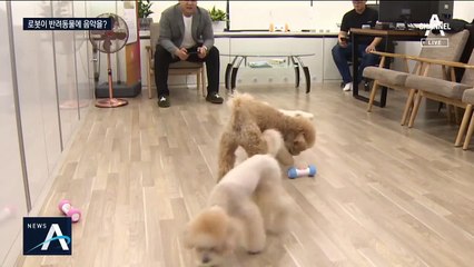주인님 대신 반려동물 돌본다…‘펫시터 로봇’ 등장