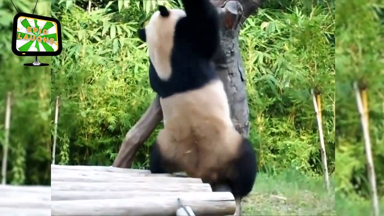 #11 Funny Panda compilation 2019