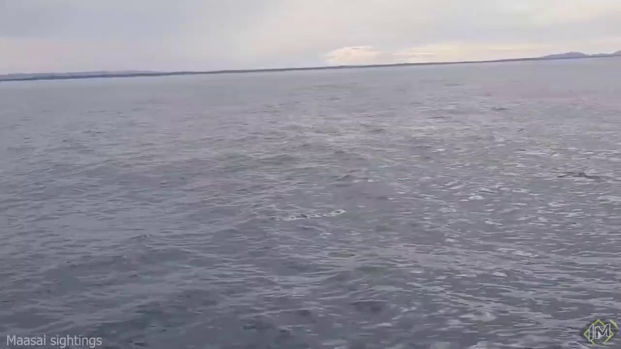 Cosa succederebbe se venissimo ingoiati da una balena_