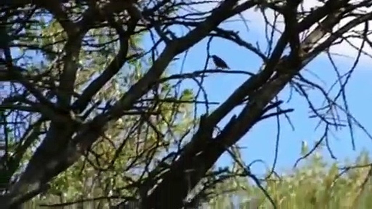 طائر لا يأكل غير العسل.. يدل صائدي النحل على الخلية ليحصل على حصته