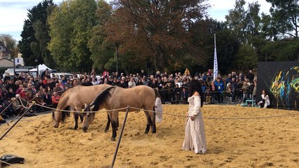 Spectacle équestre lors des Equidays