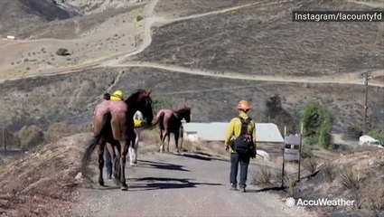 Three horses rescued from evacuation area