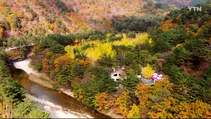 [삼삼오오 우리 숲 이야기] 은행나무숲, 배초향 / YTN