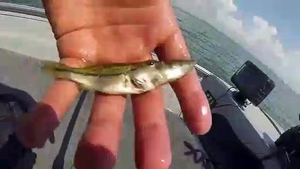 Ce petit poisson a voulu en manger un autre plus gros que lui... Raté