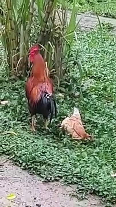 Cette poule a trouvé la technique pour éviter de passer un mauvais moment avec le coq
