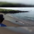 Cette otarie poursuit sa proie jusque sur la plage
