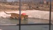 Ce tigre se baigne pour la première fois de sa vie... Magnifique