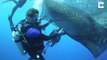 Des plongeurs interviennent pour sauver un requin-baleine piégé dans un filet de pêche