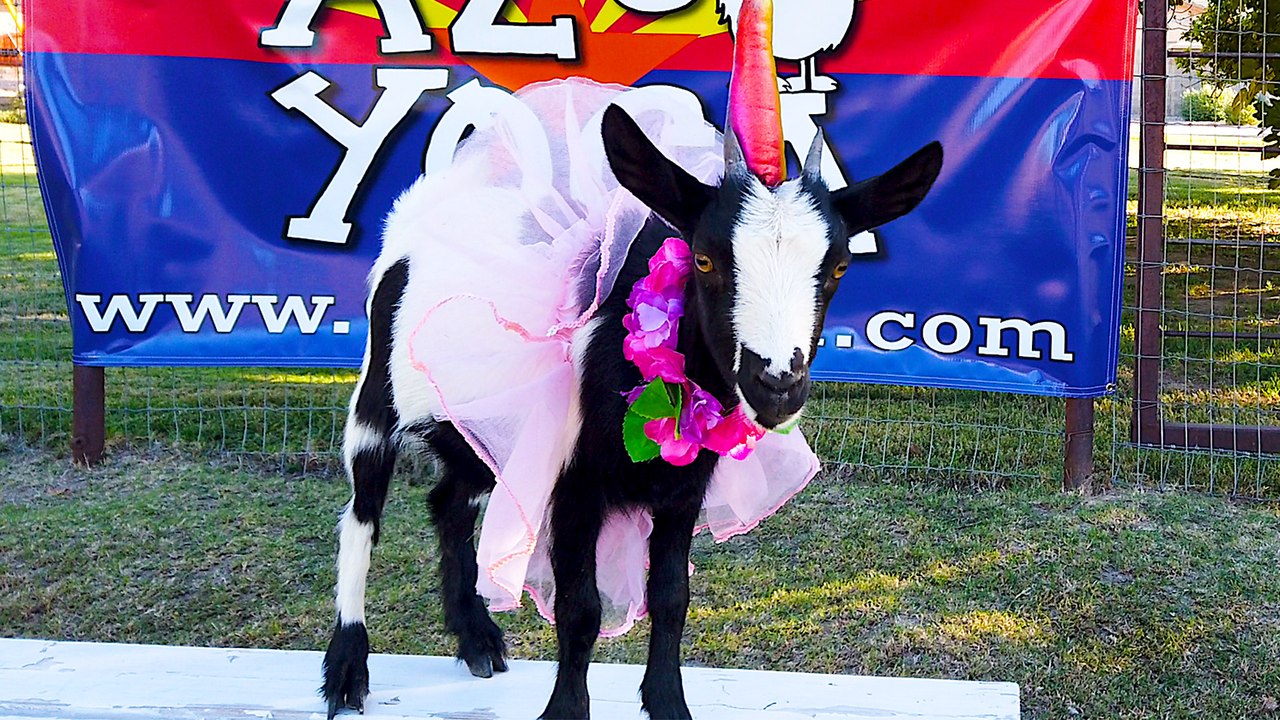 This Cute Goat Does Yoga in a Tutu