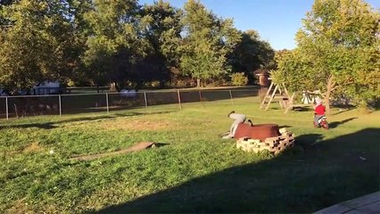Try Not To Laugh - Funny Videos 2019 - How Did She Get Up There?