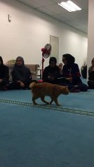 There's More Than One Way to Scratch a Cat