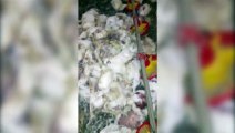 Falta de energia elétrica e morte de frangos gera reclamação de avicultor de Rio do Salto