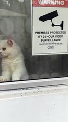 Kitty Provides Twenty-Four Hour Watch