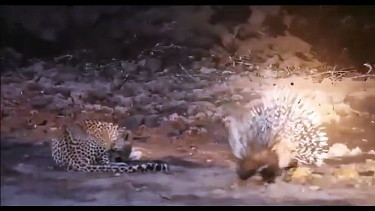 Amazing Porcupine vs Leopard - Leopard Attack Porcupine   The Most Powerful Big Cat In the World
