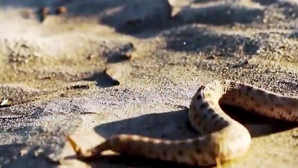 Amazing Sidewinder snake hunting lizard From Under The Sand   The Reptiles of the Desert