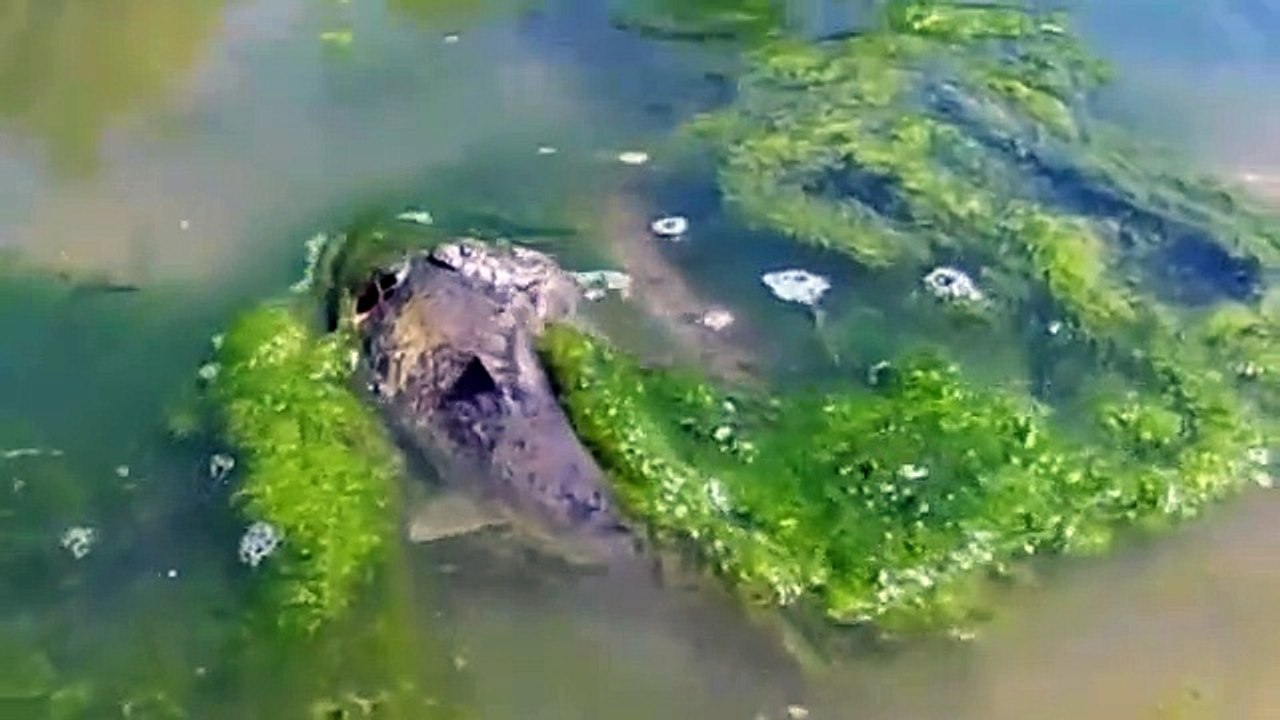 Amazing Snake vs Catfish Underwater   Adventure River Monsters BIG SNAKE Animals Planet