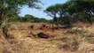 Amazing Snake Python King Cobra Big Battle In The Desert Mongoose   Most Amazing Attack of Animals