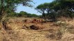 Amazing Snake Python King Cobra Big Battle In The Desert Mongoose   Most Amazing Attack of Animals